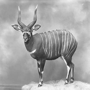 ...       Désolé mais aucune Image n'est disponible pour ce produit