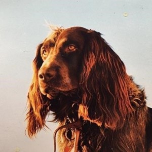 ...       Désolé mais aucune Image n'est disponible pour ce produit